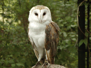 white owl at Land Between the Lakes