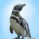 California Aquarium to Open Penguin Exhibit