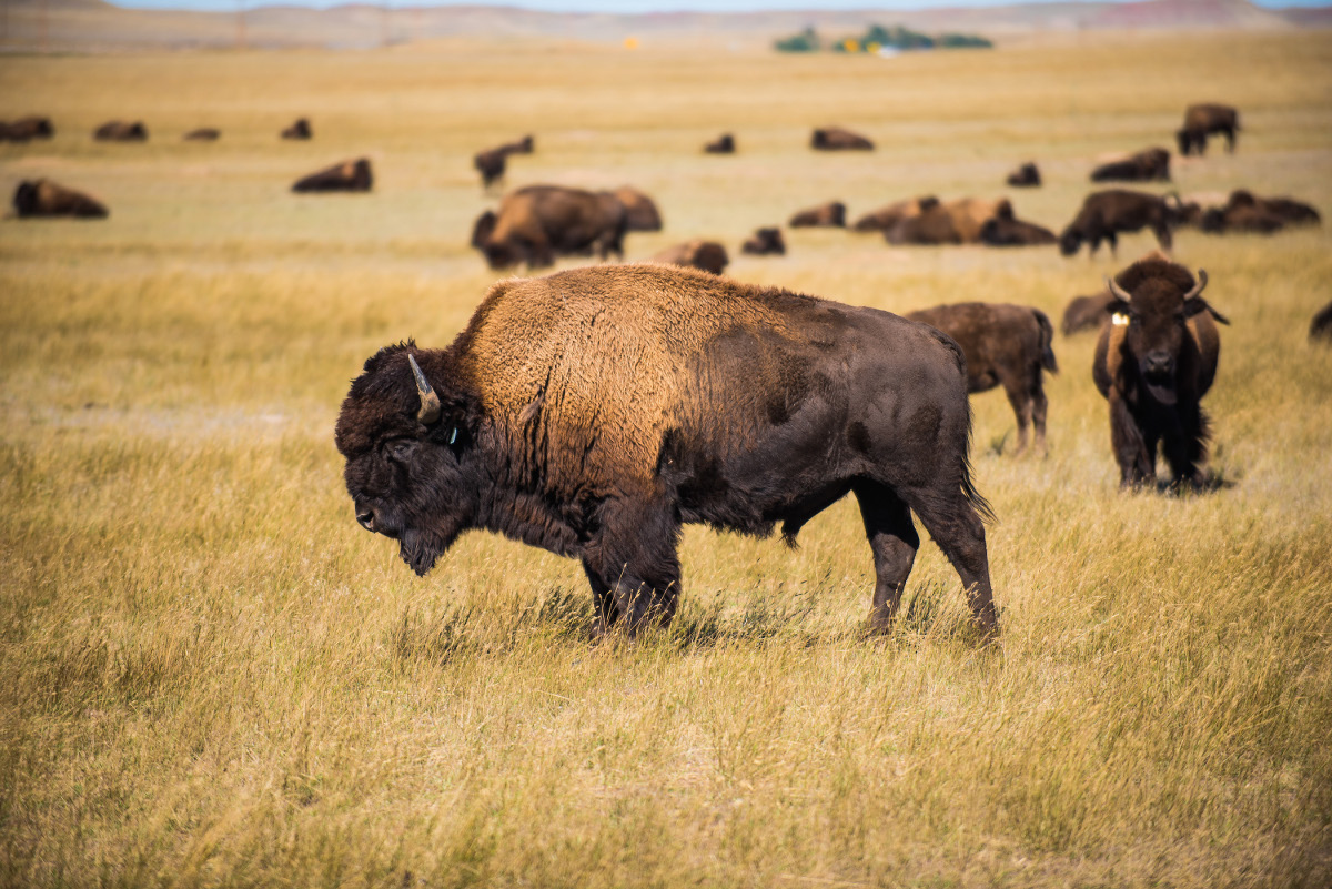 Western Itinerary: The MONUMENTAL Route - Rushmore to Devils Tower