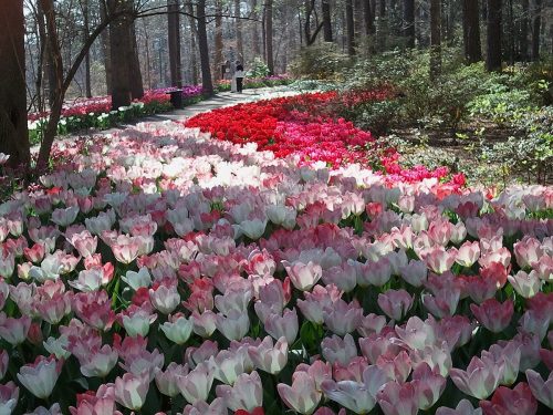 Tulip Extravaganza at Garvan Woodland Gardens