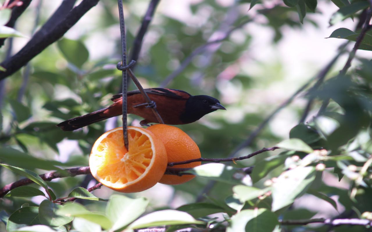 Orchard Oriole
