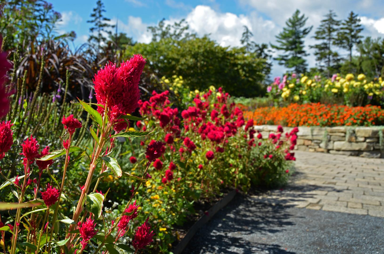 Coastal Maine Botanical Celosia-Eternity-Improved-in-ACG-DSC_1384