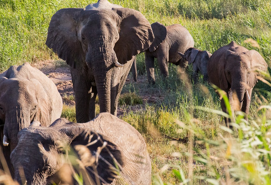 Elephants