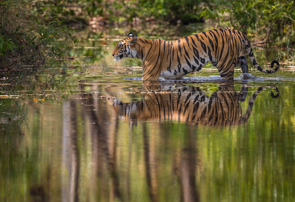 Tiger in river