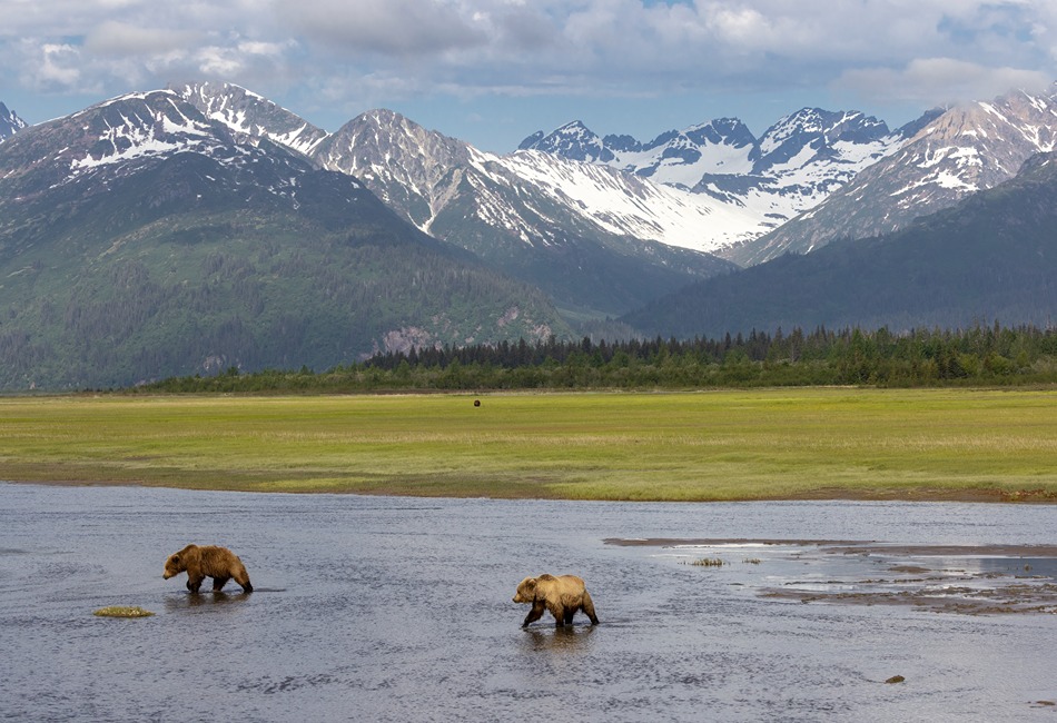 Wild Animals