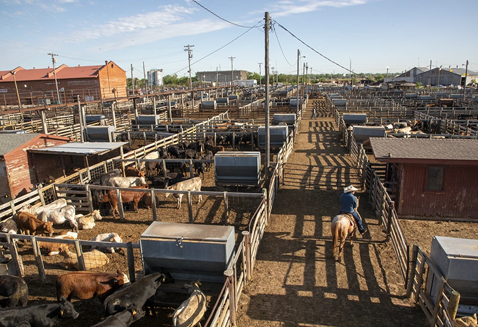 Oklahoma National Stockyards. (Photo credit: Oklahoma Tourism & Recreation)