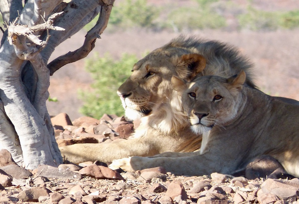 Wild Animals