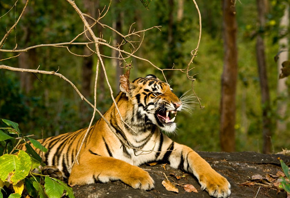 tiger