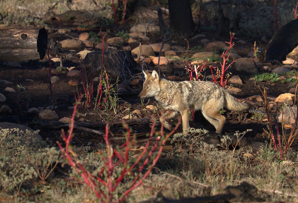 Wichita Mountains Wildlife Refuge. Photo by Larry Smith