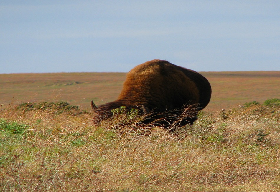 Tallgrass Prairie Reserve