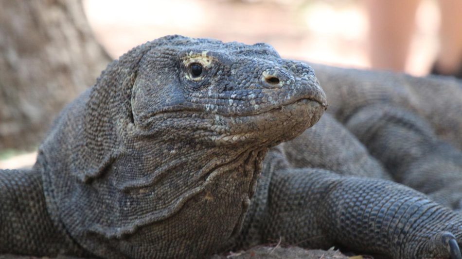 Bali and Komodo