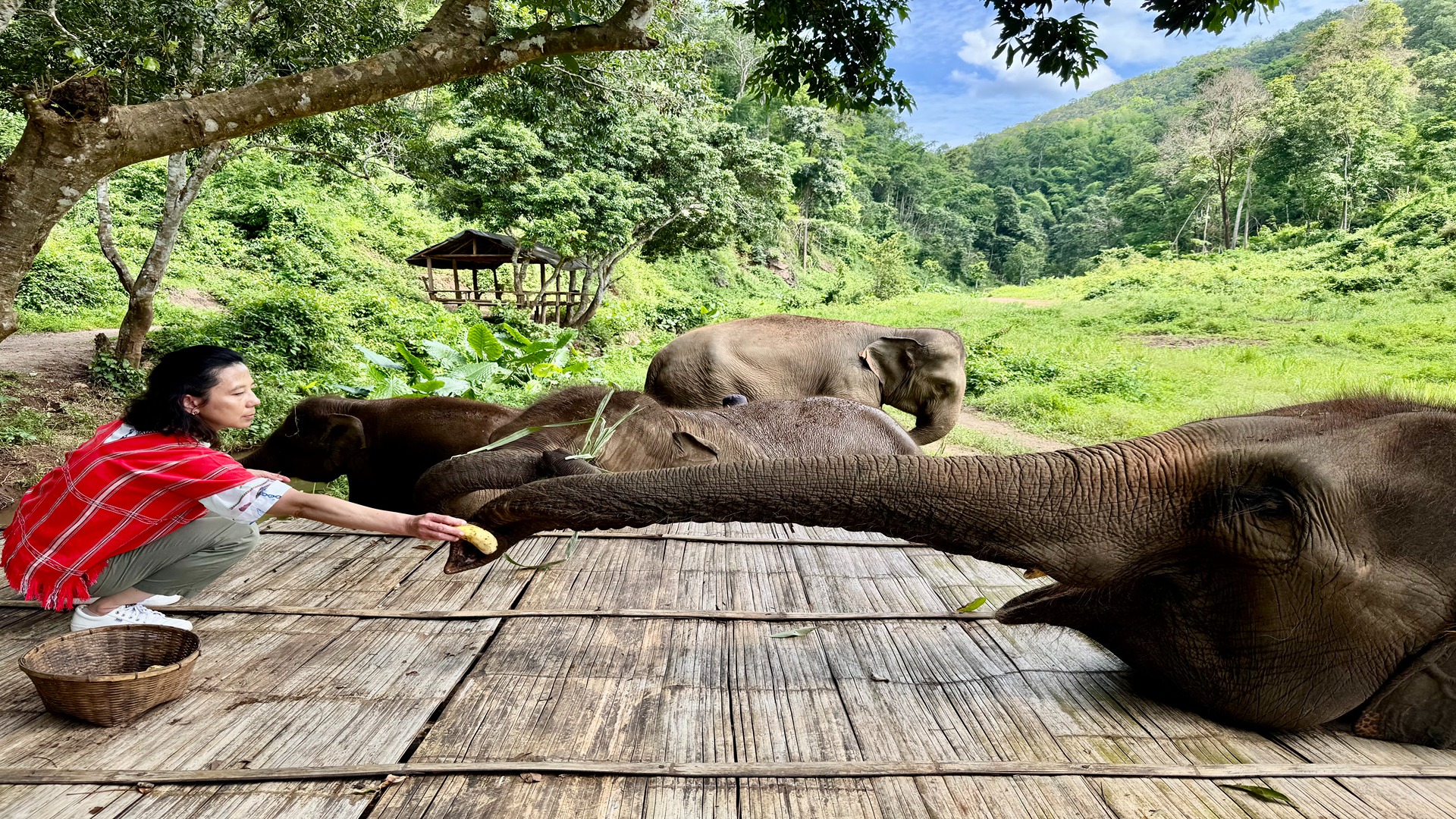 Travel Memories 2025: My Year of the Elephant