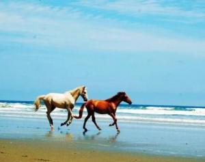 Olon Beach Horses