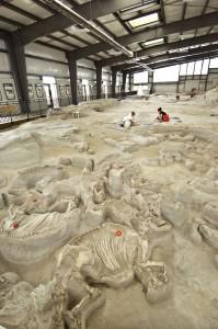 Ashfall Fossil Beds State Historical Park near Royal offers visitors a unique opportunity to watch paleontologists unearth the fossils of prehistoric animals.