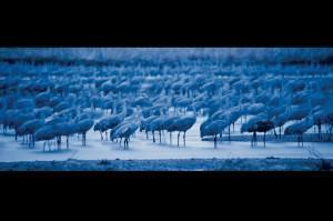 Sandhill cranes at Rowe Sanctuary and surrounding area. March 2009