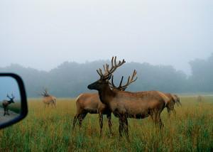 Wildlife roams free at the Lee G. Simmons Conservation Park & Wildlife Safari off I-80 Exit 426.