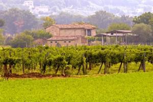 farmhouse and vineyard near Assisi, Umbria, Italy