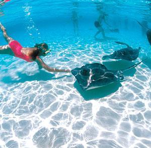 Sting Rays