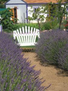 Lavender Bench 2006 (1)