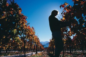 Hot days and cool nights help to produce exceptional pinot noir in New Zealand's Central Otago wine region. (David Wall Photo)