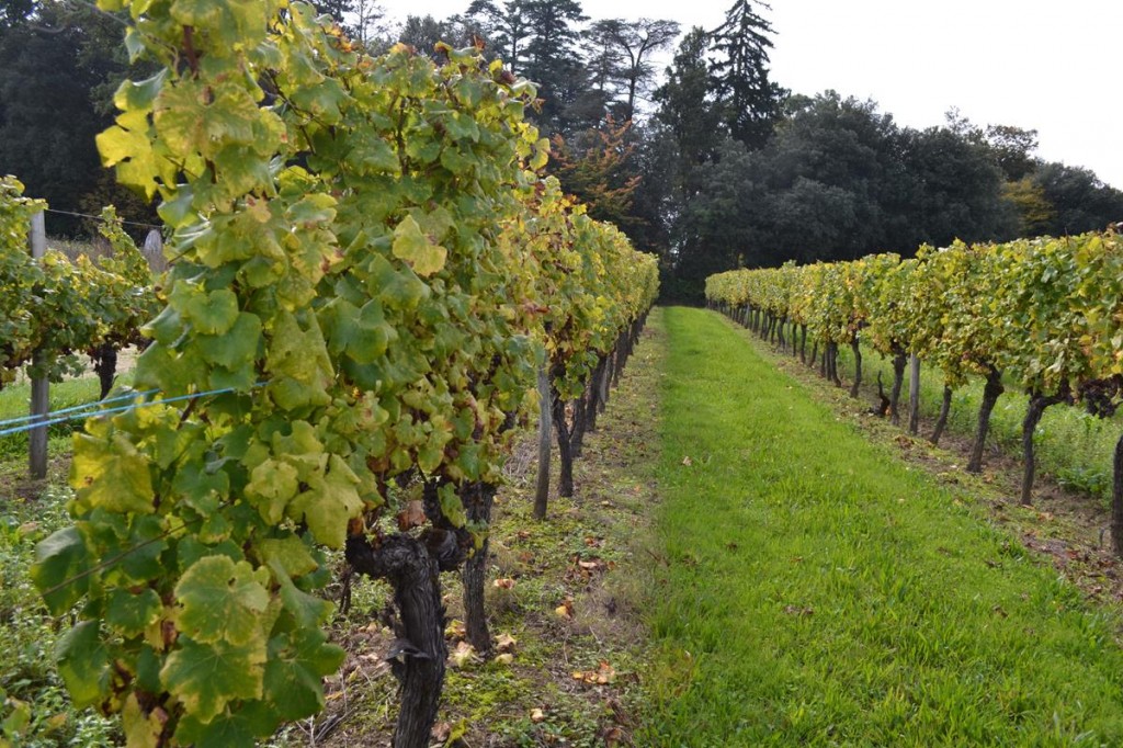 Dordogne Vineyard
