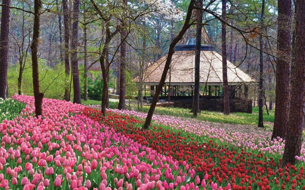 Bountiful Botanical Beauty Awaits in the Southern United States