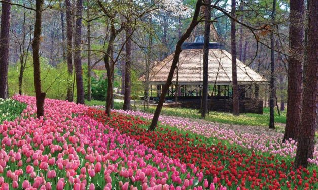 Bountiful Botanical Beauty Awaits in the Southern United States