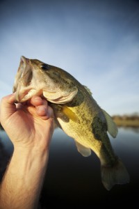 Top bass fishing spots in the United States
