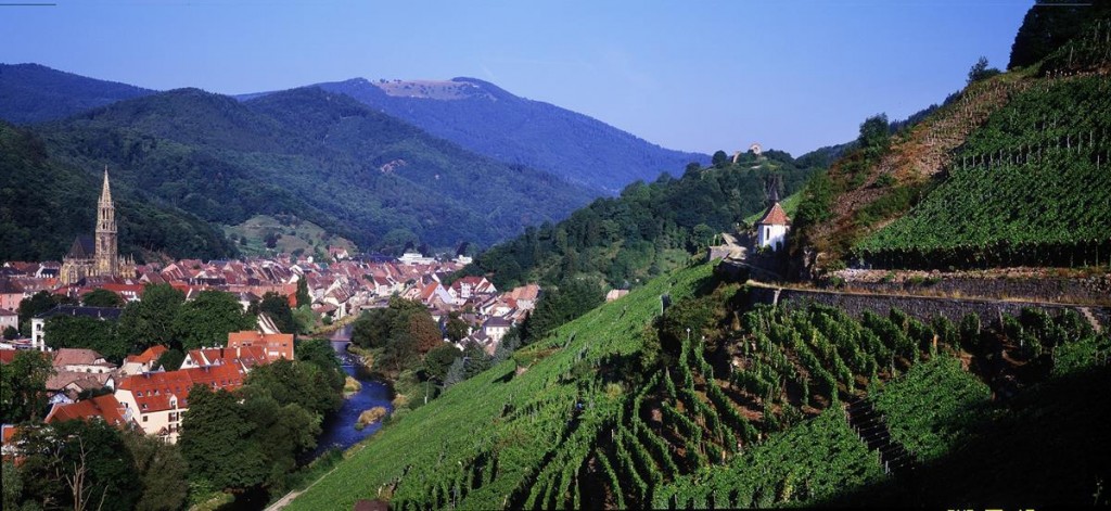 Vineyard In Alsace