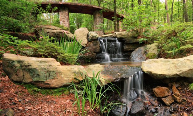 Life in Bloom at Arkansas’ Garvan Woodland Gardens