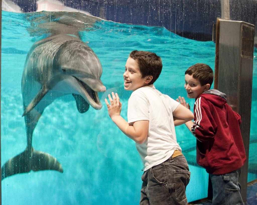 Kids watching Dolphin at Indianapolis Zoo Indianapolis Zoo is a great thing to do in indianapolis
