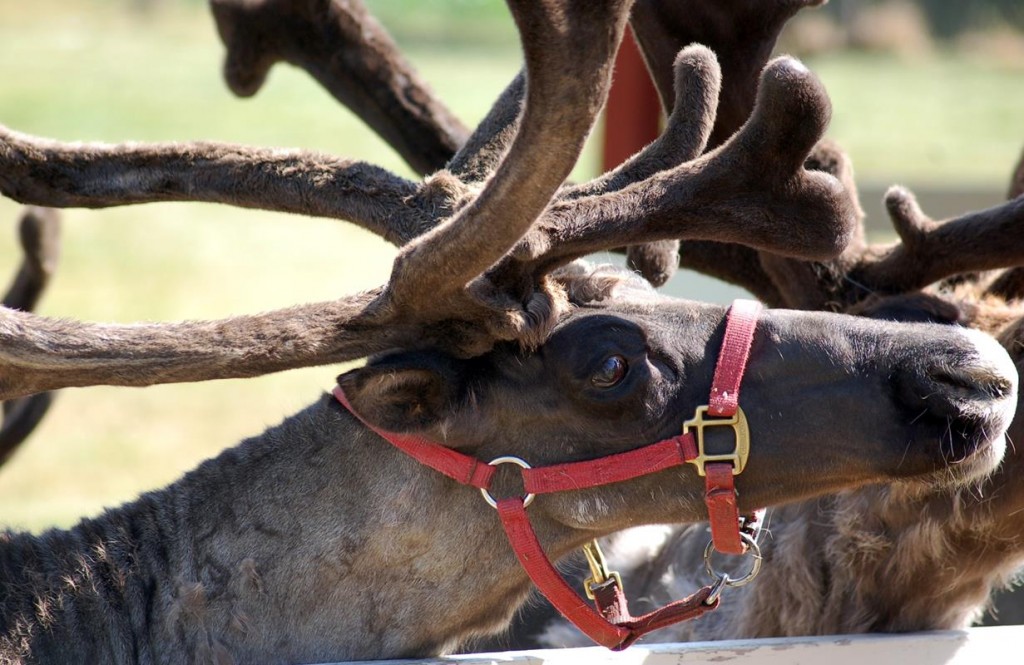 Hardy's Reindeer Ranch, Rantoul