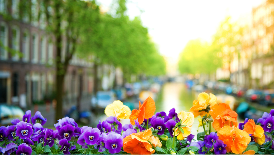 Spring in Amsterdam. Beautiful heartseases and canal in the background (focus on flowers)