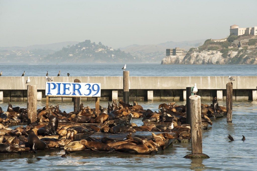 Fisherman's Wharf Seals
