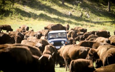 Experience the Unexpected in Rapid City, South Dakota