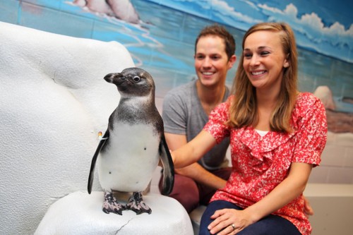 Georgia Aquarium penguin encounter