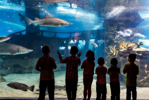 Greater Cleveland Aquarium sharks and kids