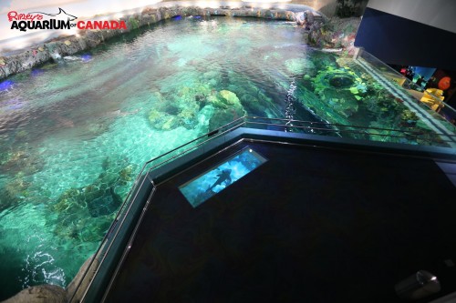 Ripley's Toronto Dangerous Lagoon