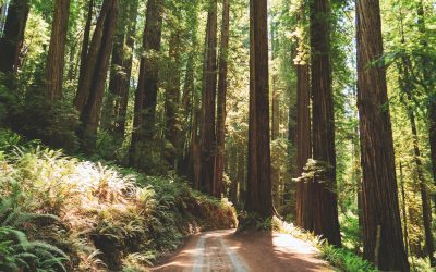 4 North American Forests You Must Visit