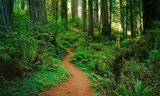4 North American Forests You Must Visit