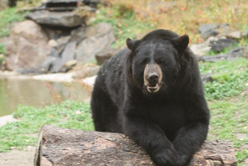 International Wolf Center and North American Bear Center