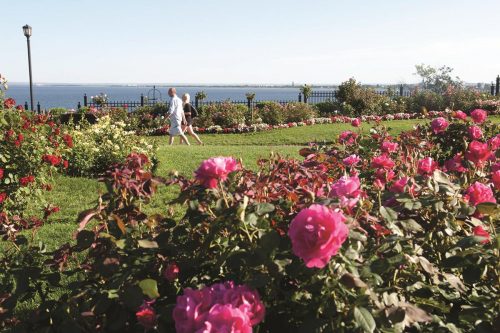 Duluth Rose Garden