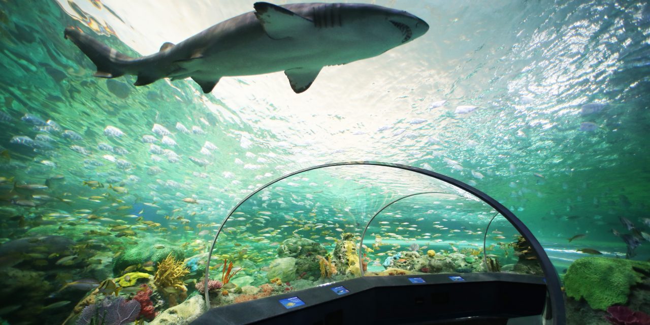 3 Ripley Aquariums to Inspire the Imagination