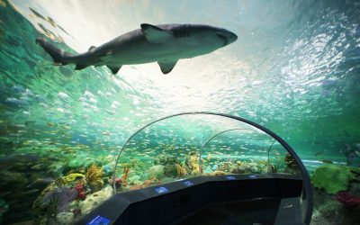 3 Ripley’s Aquariums to Inspire the Imagination