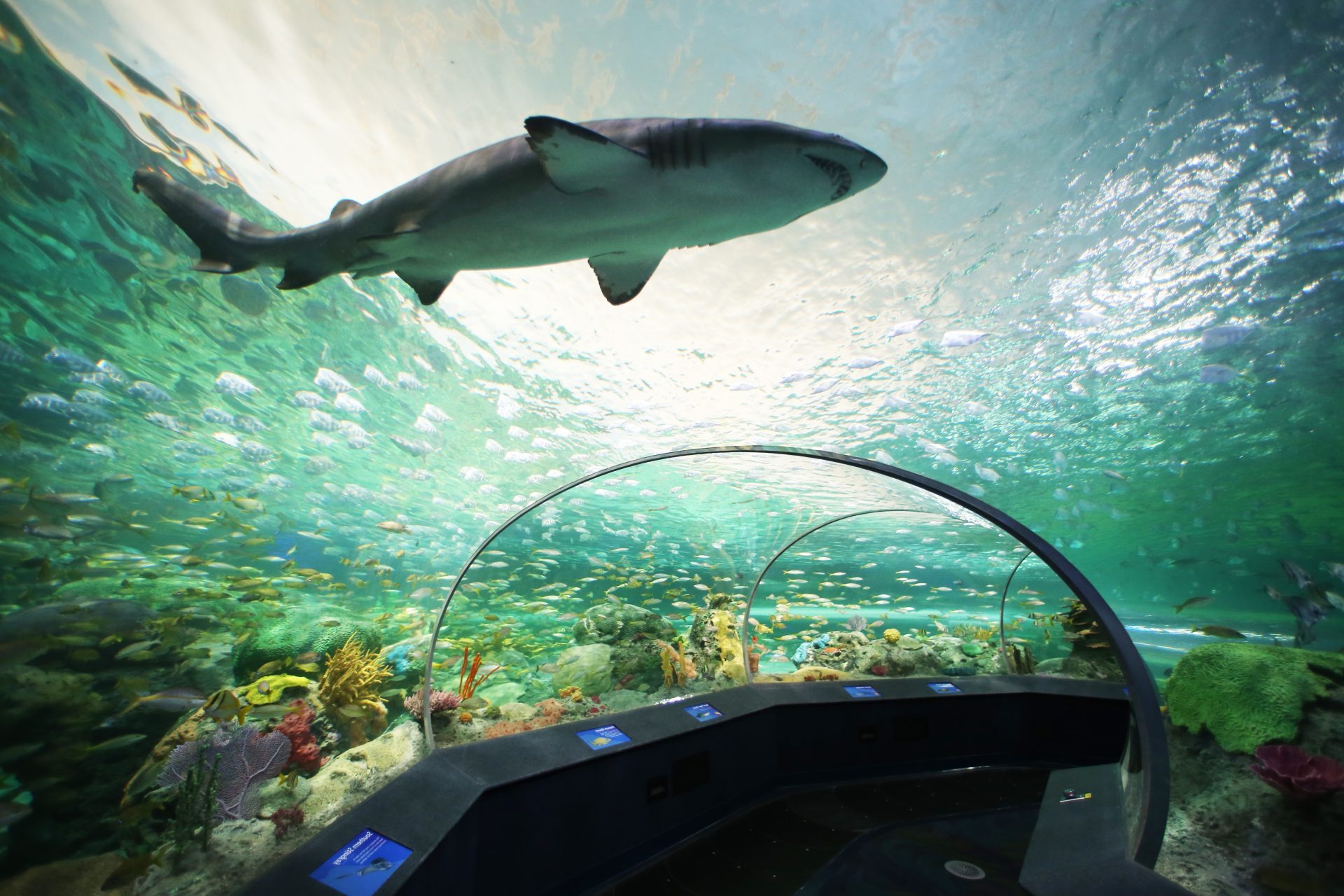 3 Ripley's aquariums