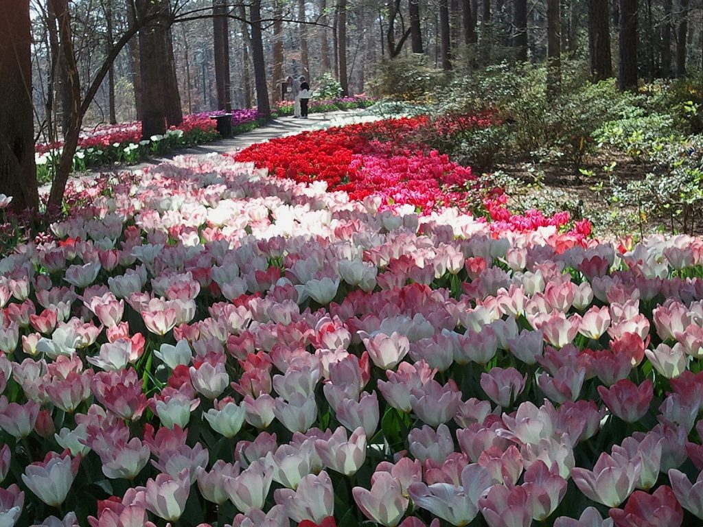 Tulip Extravaganza at Garvan Woodland Gardens - Arkansas