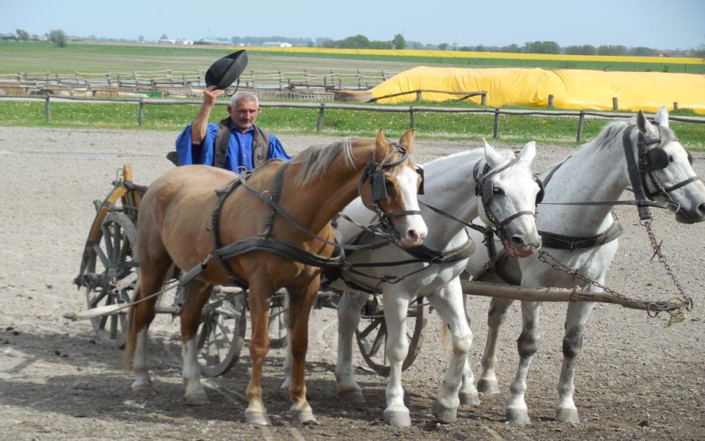 Kalosca Horse Show 