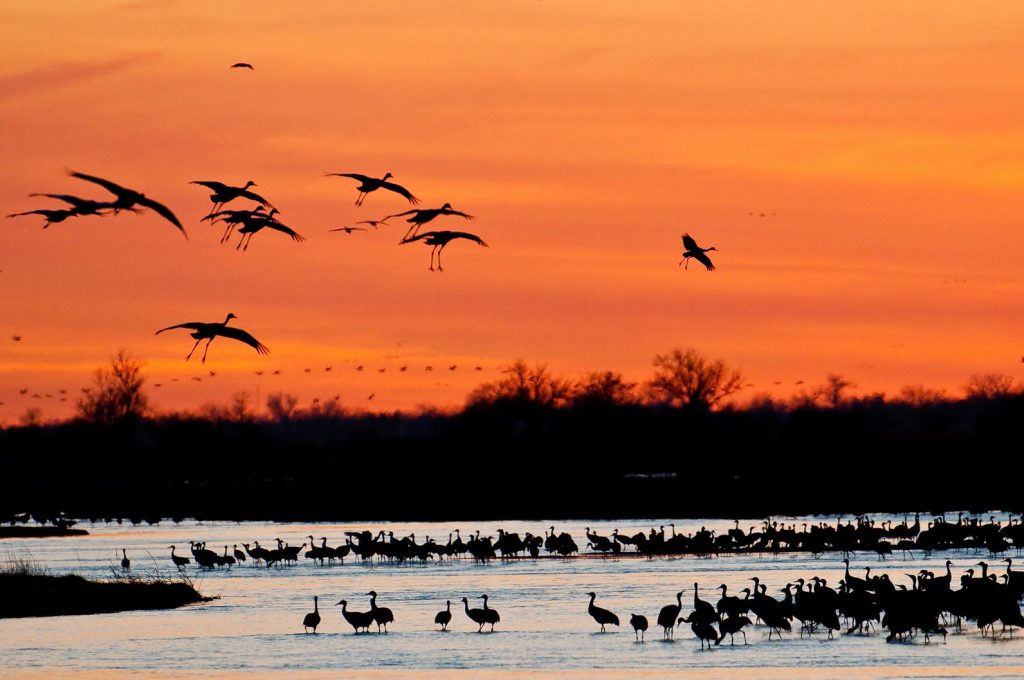 Audubon Crane