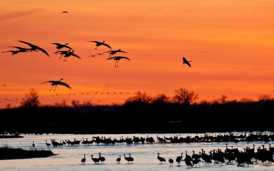High-flying Midwestern Birdwatching Meccas