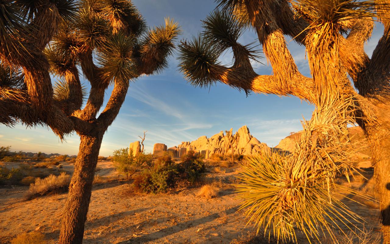 Joshua Tree National Park in California's desert region.